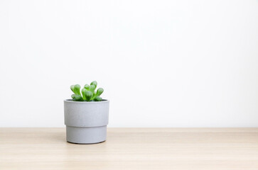 A beautiful small Haworthia cooperi plant in a small grey pot on left side of wooden surface against white background, decorating home interior