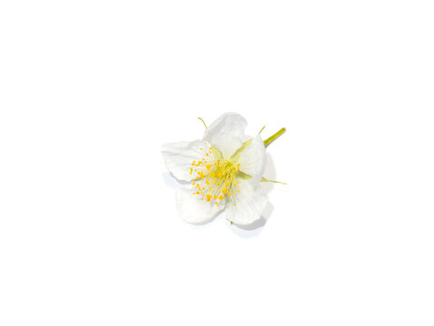 Close upflower of  Jam tree, Jamaican cherry, Malayan Cherry, West Indian Cherry.