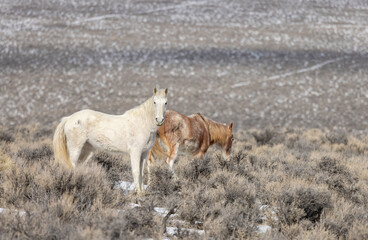 Naklejka na ściany i meble Wild Horses in Winter Near Challis Idaho