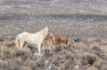 Naklejka premium Wild Horses in Winter Near Challis Idaho