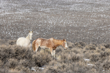 Wild Horses in Winter Near Challis Idaho