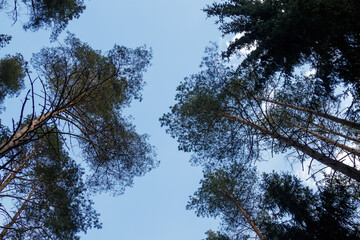 Drzewa widzaine od dołu