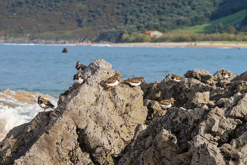 Fototapeta na wymiar Sea birds on the rocks of the beach in Noja, Spain