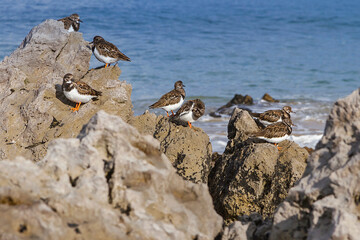 Sea birds on the rocks of the beach in Noja, Spain