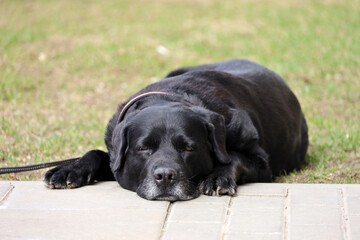 Labrador retriever lying on a lawn. Black dog wearing a collar waiting for the owner on a street