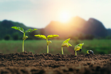 agriculture plant seedling growing step concept with mountain and sunrise background