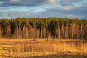 Las w tle polnych mokradeł w Kutach - obrazy, fototapety, plakaty