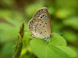Plakat Zizeeria karsandra, dark grass blue, is a small butterfly Zizula hylax or Tiny grass blue Pseudozizeeria maha, pale grass blue, is a small butterfly found in Asia belongs to lycaenids or blues family