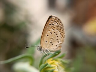 Zizeeria karsandra, dark grass blue, is a small butterfly Zizula hylax or Tiny grass blue Pseudozizeeria maha, pale grass blue, is a small butterfly found in Asia belongs to lycaenids or blues family
