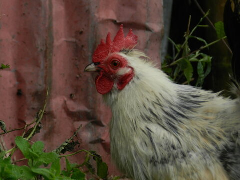 Gallo kiko