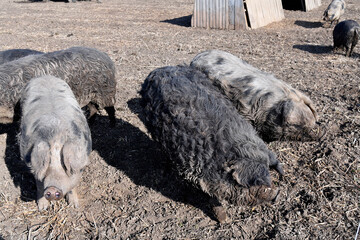 Austria, Pig Breeding