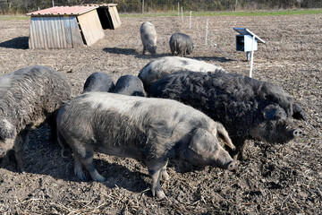 Austria, Pig Breeding