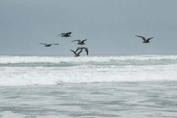 birds in flight on the beach