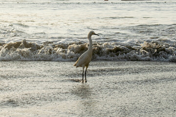 white heron walking on the beach