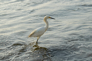 white heron walking on the beach
