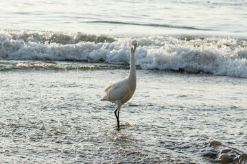 white heron walking on the beach