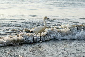 white heron walking on the beach