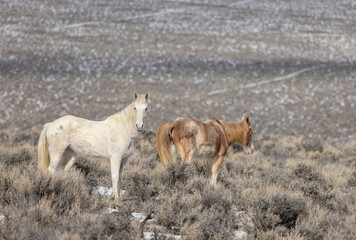 Obraz na płótnie Canvas Wild Horses in Winter Near Challis Idaho