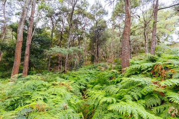 Two Bays Walking Track in Australia