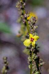 Verbascum nigrum flower growing in meadow, close up shoot	