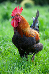 rooster on the farm