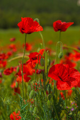 Plakat poppies in spring in may in a green field