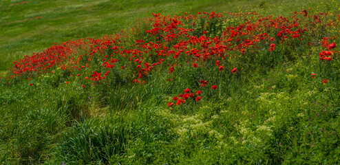 poppies in spring in may in a green field