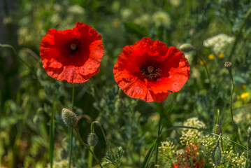 Naklejka premium poppies in spring in may in a green field