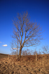 dead tree in the middle of nowhere