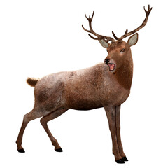 3D Rendering Male Deer on White