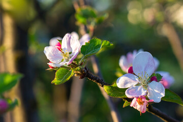 Blooming apple tree branch in spring garden. Fresh pink and white apple flowers in sunset light