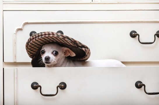 A small chihuahua dog sits in a stylish and fashionable beige cap on a shelf in the closet and looks attentively from under the visor into the camera. White chihuahua on a horizontal photo format.