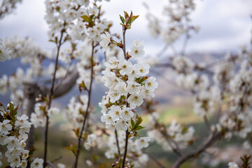 Close up shot of a cherry blossom branch in spring. White cherry blossoms