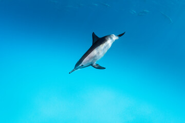 Grey dolphin in the blue of deep sea