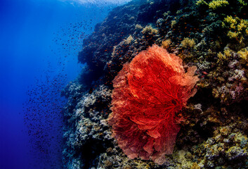 Big red coral bush pin the reef landscape in Egypt