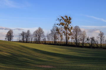 Obraz premium trees in the field