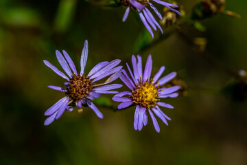 Aster amellus flower growing in mountains