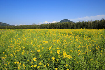 Obraz premium 愛媛県大洲市 五郎の菜の花畑