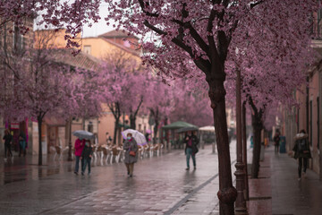 Cherry Blossom in town