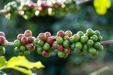 Close up of fresh arabica coffee beans on tree in agriculture plantation