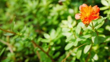 Flower in the garden, Thailand