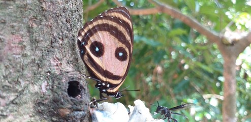 Mariposas con ojos en las alas