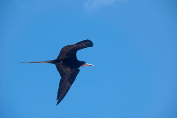 A frigate flying and fishing in the blue sky in Playa del Carmen, Mexico.