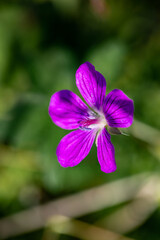 Fototapeta premium Geranium palustre flower growing in meadow