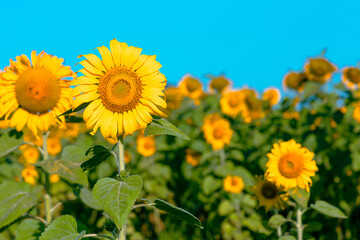 Obraz premium Beautiful sunflower on daytime with natural.