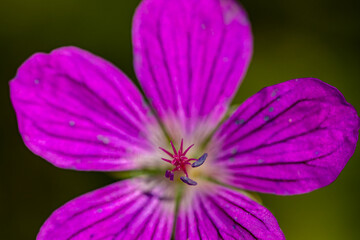 Geranium palustre flower in meadow, close up 