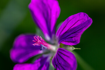 Fototapeta na wymiar Geranium palustre flower in meadow, close up shoot 