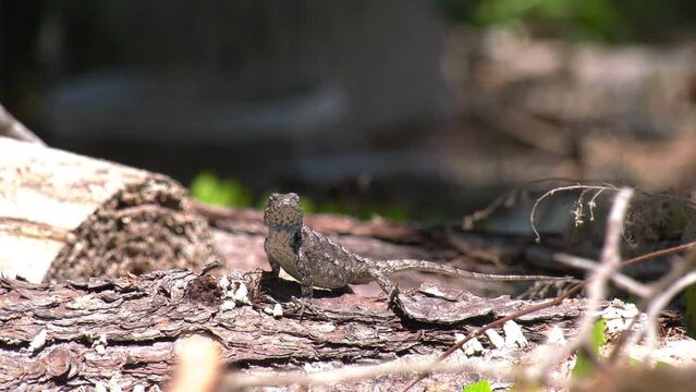 Eastern Fence Lizard looks towards camera 