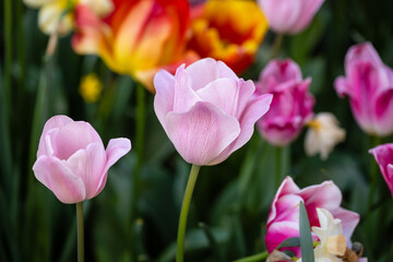 tulip flowers of different colors grown in a garden in Madrid