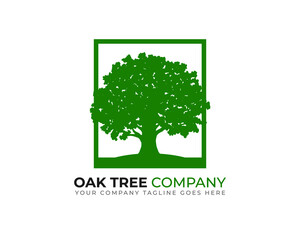 Obraz premium oak tree inside green square frame
